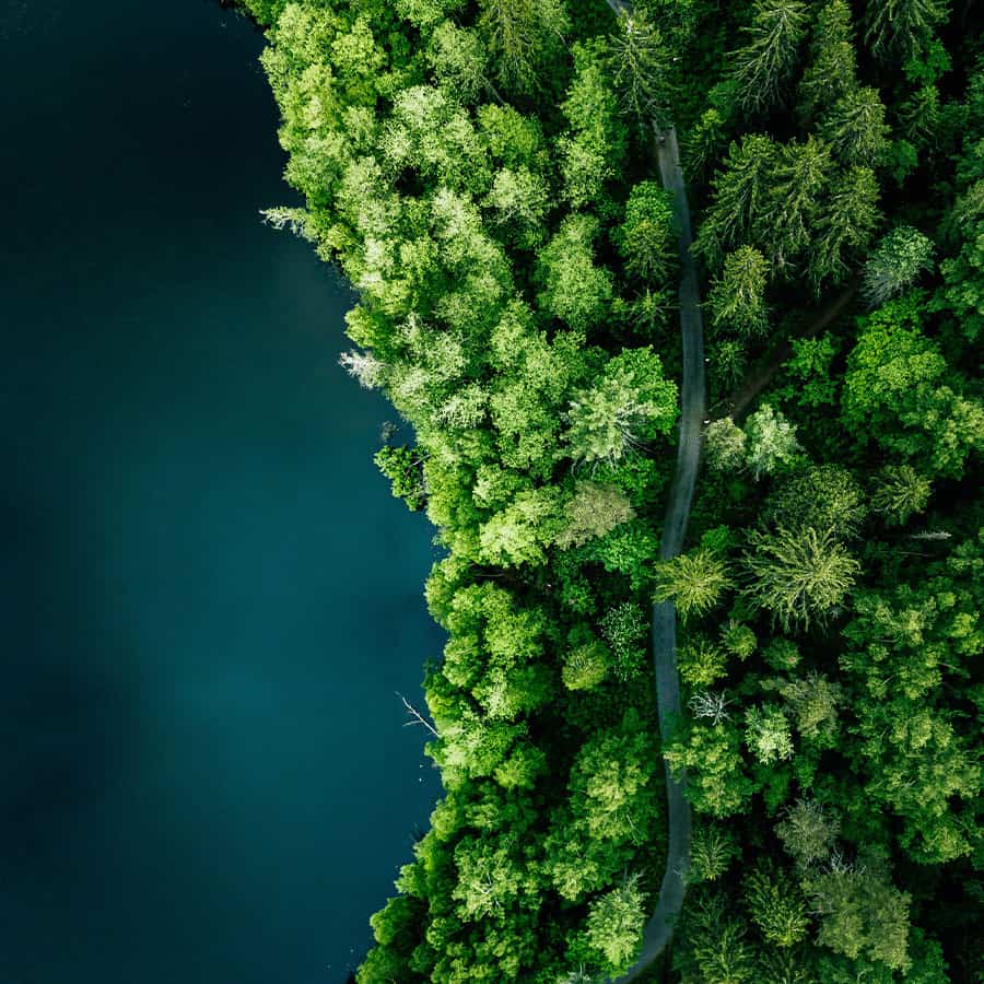 Trees from above