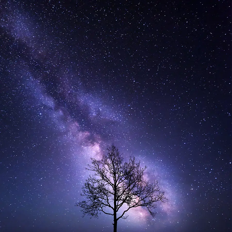 A tree with the night sky displaying the milky way